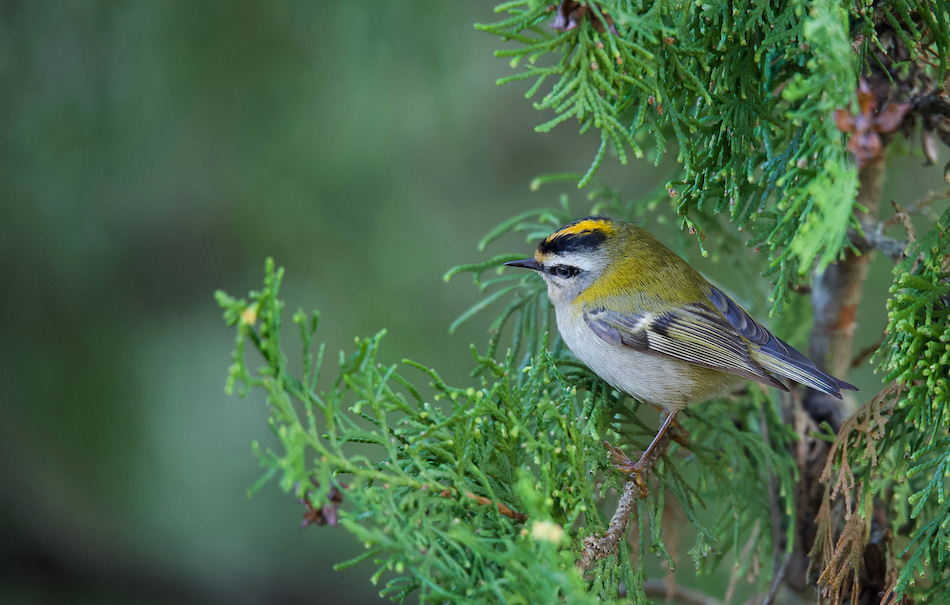 Roitelet triple-bandeau